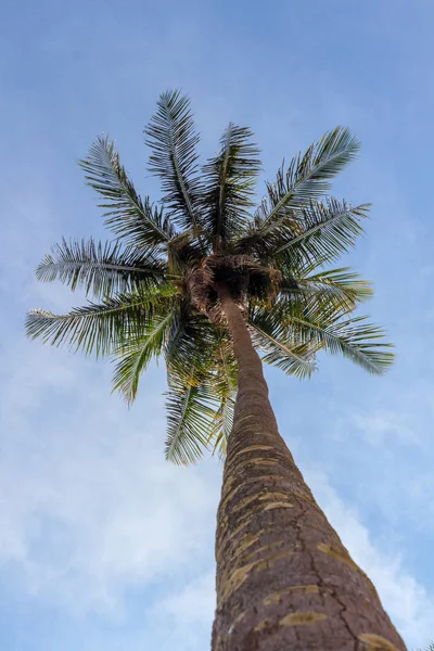 Árbol de coco y cielo azul en Koh Chang Tailandia — Foto de Stock