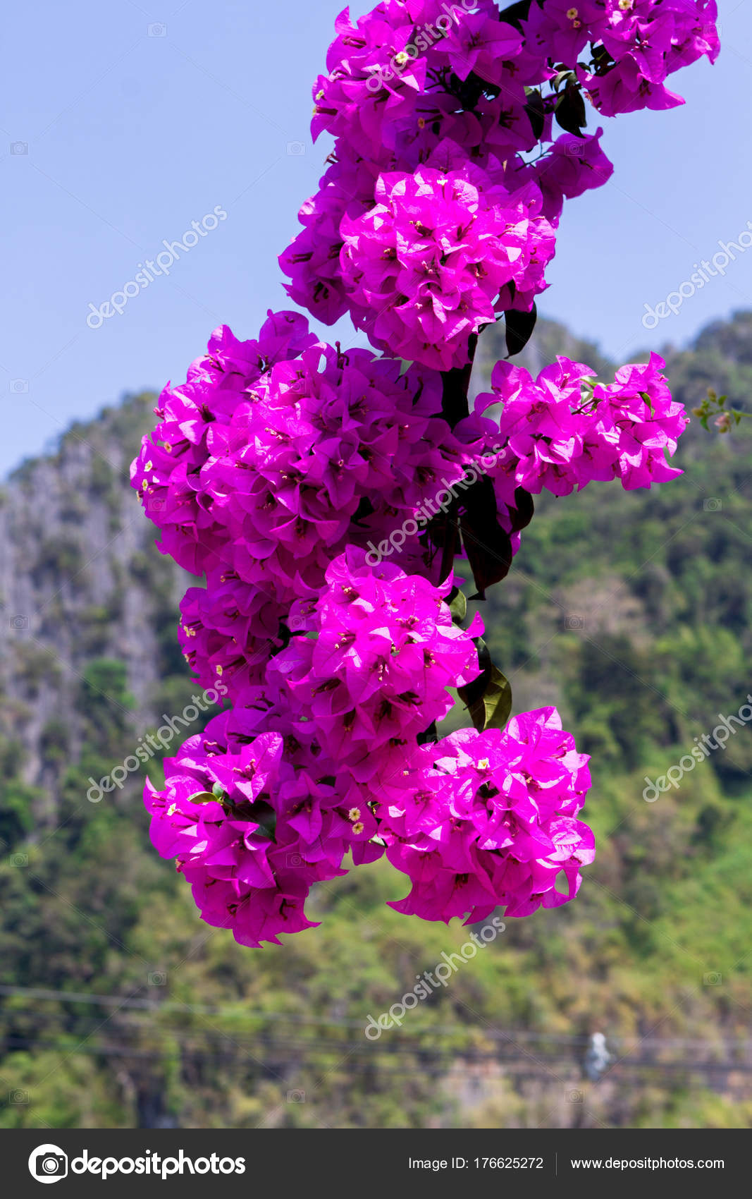 Download Bougainvillea Red Flowers Bushes Mediterranean Floral Background For Android Free Wallpaper Bougainvillea Red Flowers Bushes Mediterranean Floral Background Free HD