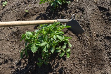 Toprakta yetişen genç patates. Bahçede patates çalısı. Organik bahçede sağlıklı, taze patates bitkisi..