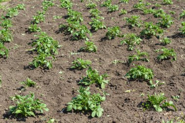 Toprakta yetişen genç patates. Bahçede patates çalısı. Organik bahçede sağlıklı, taze patates bitkisi..