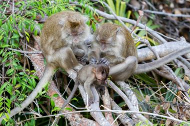 Krabi, Tayland kaplan mağara Tapınağı'nda ailesiyle Macaca bebek