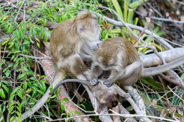 Krabi, Tayland kaplan mağara Tapınağı'nda ailesiyle Macaca bebek