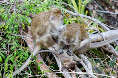 Krabi, Tayland kaplan mağara Tapınağı'nda ailesiyle Macaca bebek