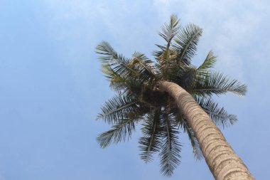 Hindistan cevizi avuç içi ile güzel tropikal arka plan bakış. Tayland