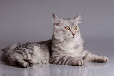 Young tabby cat isolated on grey background clipart