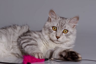 Gri arka plan üzerinde izole genç tekir kedi