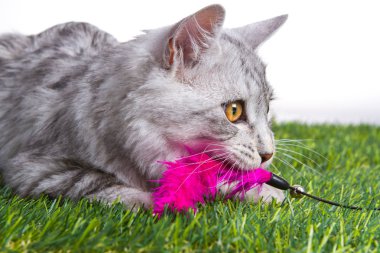 Yavru kedi ile a oyuncak yeşil çimenlerin üzerinde çalış. Arka plan beyaz izole.