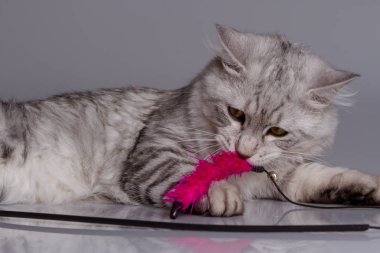 Yavru kedi ile a oyuncak yeşil çimenlerin üzerinde çalış. Arka plan gri izole.