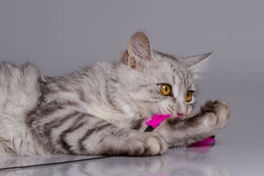 Yavru kedi ile a oyuncak yeşil çimenlerin üzerinde çalış. Arka plan gri izole.