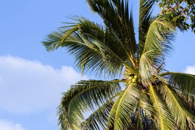 Mavi gökyüzüne karşı palmiye ağaçları