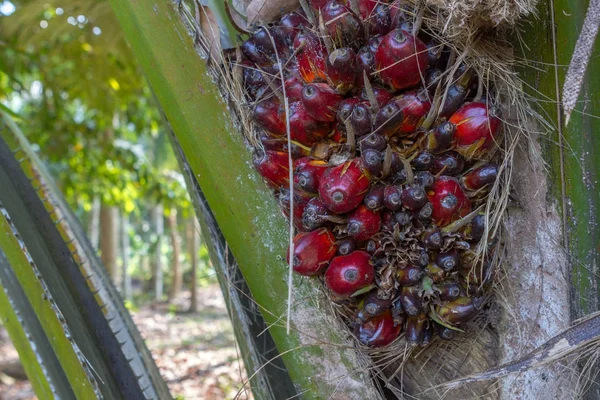 Palmolie vruchten aan de palmboom in Thailand — Stockfoto