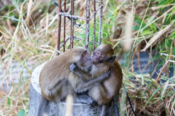 Les singes prêtent attention, Thaïlande — Photo
