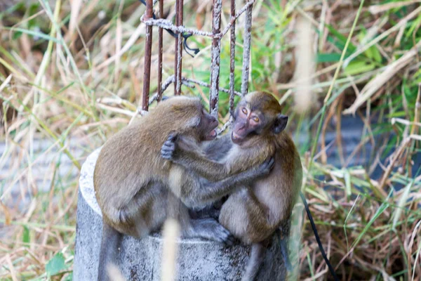 Les singes prêtent attention, Thaïlande — Photo