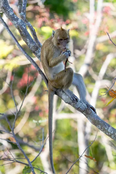 Singe assis sur l'arbre et mangeant le feuillage, thailand — Photo