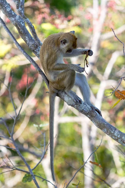 Singe assis sur l'arbre et mangeant le feuillage, thailand — Photo