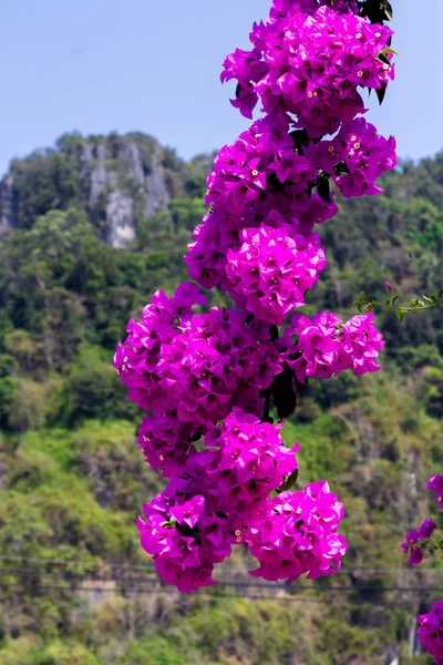 Bougainvillea flores rojas arbustos mediterráneo fondo floral — Foto de Stock