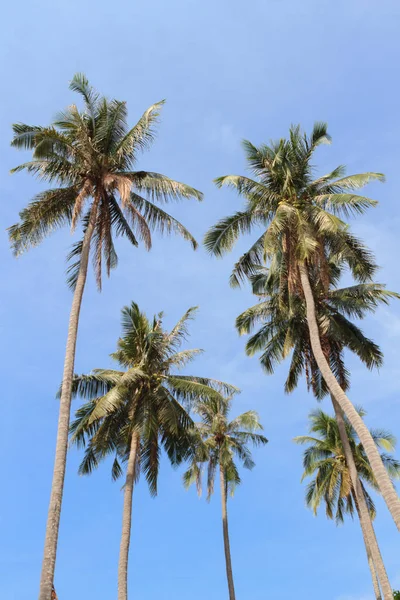 Vista de fondo tropical con palmeras de coco. Tailandia — Foto de Stock