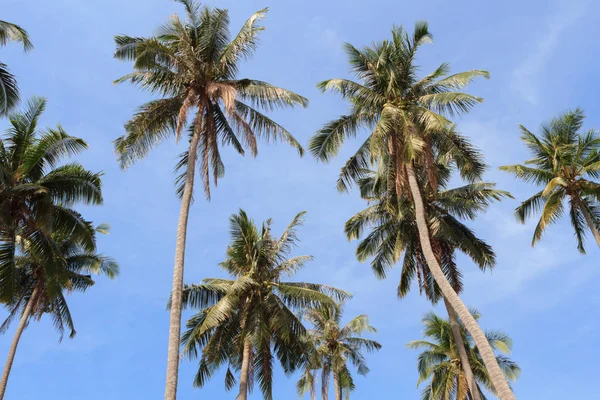 Vista de fondo tropical con palmeras de coco. Tailandia — Foto de Stock