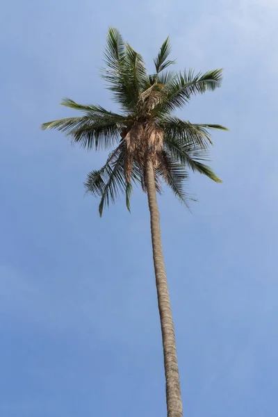 Перегляд приємні тропічних фону з кокосових пальм. Таїланд — стокове фото