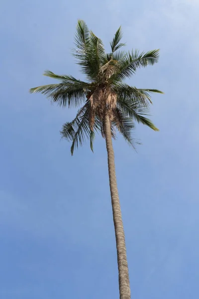 Vista de fundo tropical agradável com coqueiros. Tailândia — Fotografia de Stock