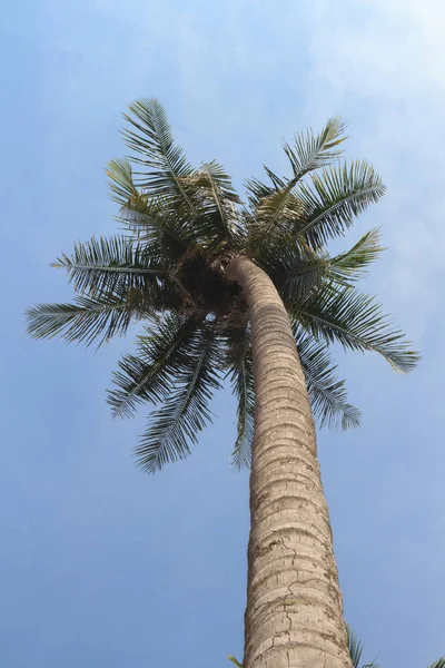 Vista de fondo tropical con palmeras de coco. Tailandia — Foto de Stock