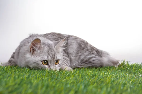 Fiatal cirmos macska zöld füvön feküdt. Fehér elszigetelt háttér — Stock Fotó