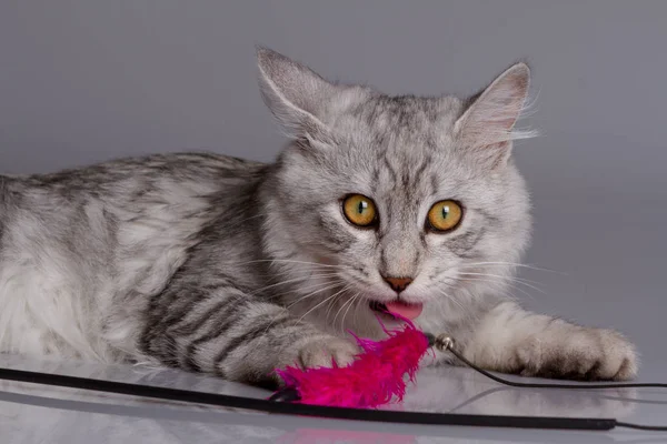 Jeune chat tabby isolé sur fond gris — Photo