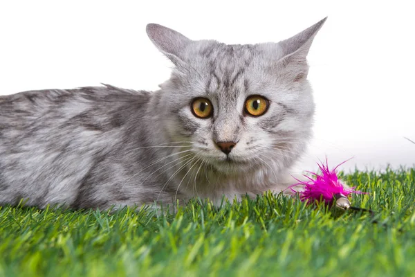 Katje speelt met een toy op groen gras. Witte achtergrond geïsoleerd. — Stockfoto