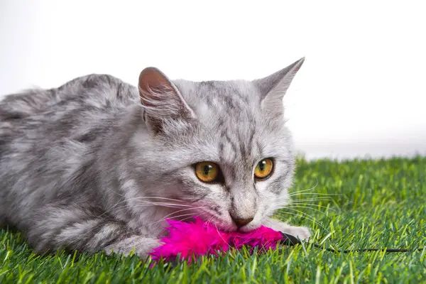 Katje speelt met een toy op groen gras. Witte achtergrond geïsoleerd. — Stockfoto