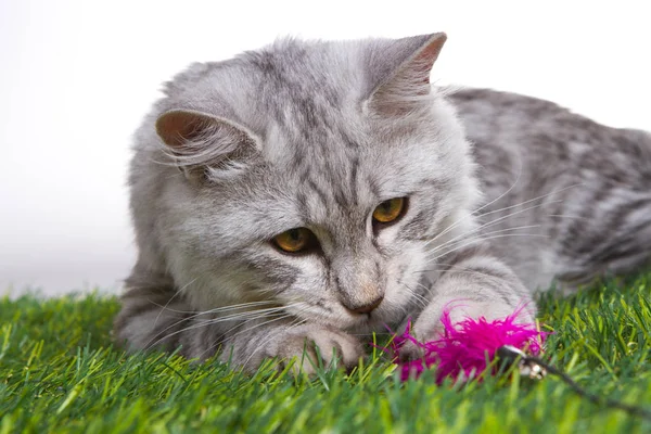 Katje speelt met een toy op groen gras. Witte achtergrond geïsoleerd. — Stockfoto