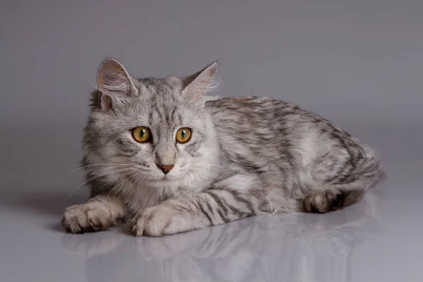 Young tabby cat isolated on grey background