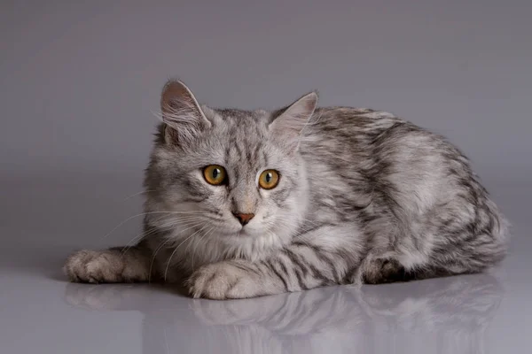 Fiatal cirmos cica elszigetelt szürke háttér — Stock Fotó