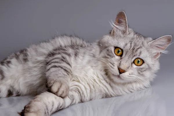 Jonge Cyperse kat geïsoleerd op een grijze achtergrond — Stockfoto