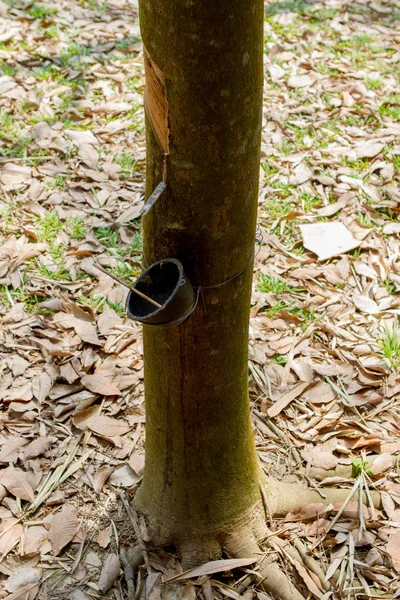 Látex sendo coletado de uma árvore de borracha batida na Tailândia — Fotografia de Stock