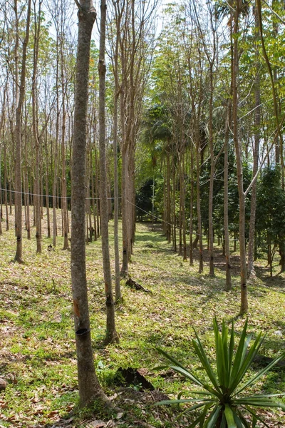 Una piantagione di alberi da gomma in Cambogia — Foto Stock