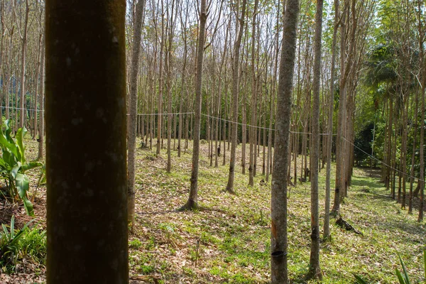 Rubber tree plantation, Thailand — Stock Photo, Image