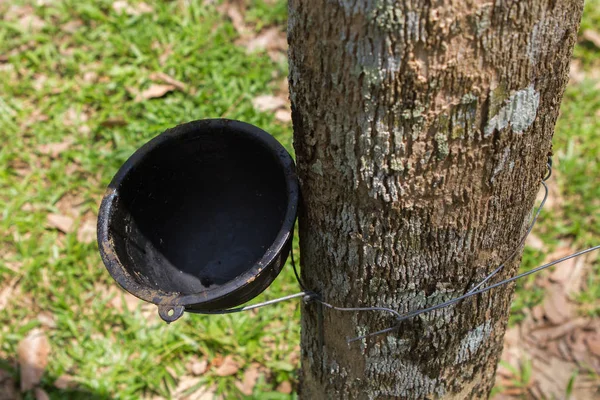 Καουτσούκ Tree Φυτεία Ταϊλάνδη — Φωτογραφία Αρχείου