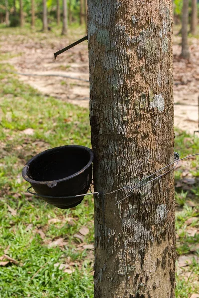 Rubber tree plantation, Thailand — Stock Photo, Image