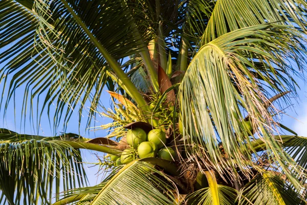 Palmbomen tegen een blauwe lucht — Stockfoto