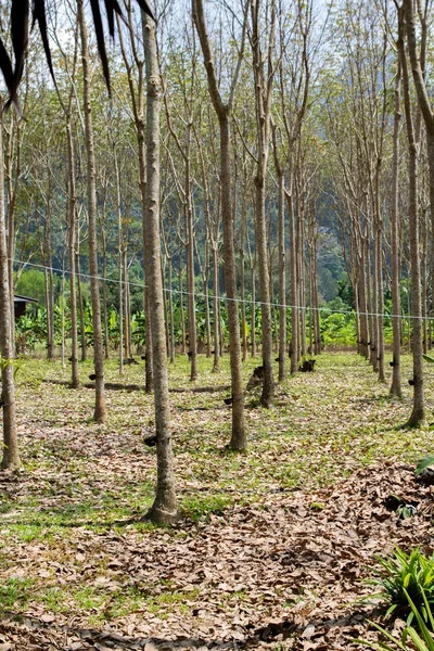 Plantação Árvores Borracha Tailândia — Fotografia de Stock