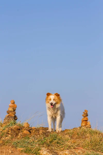 Köpek kırmızı beyaz renk açık — Stok fotoğraf