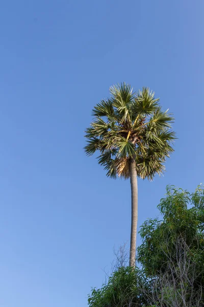 Palmera verde sobre fondo azul del cielo — Foto de Stock