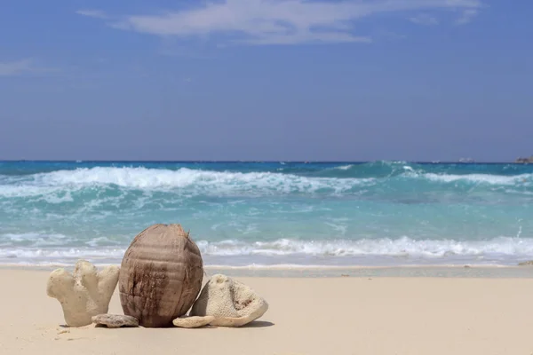 Kokos, seděl na písku s shell s pozadí oblohy — Stock fotografie