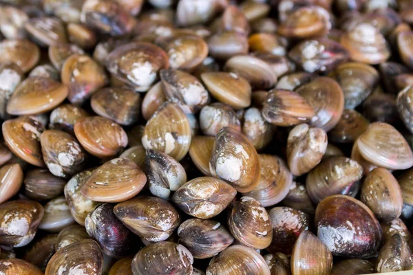 Shell mussel natural background Stock Picture