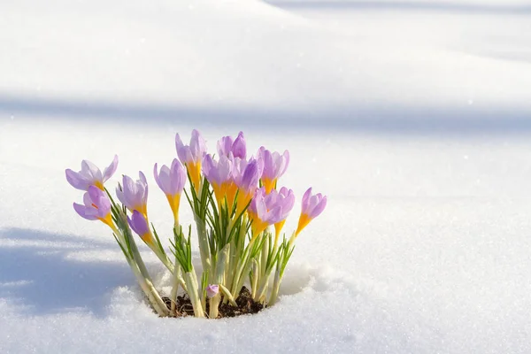 Erste blaue Krokusblüten, Frühlingssaft im flauschigen Schnee — Stockfoto