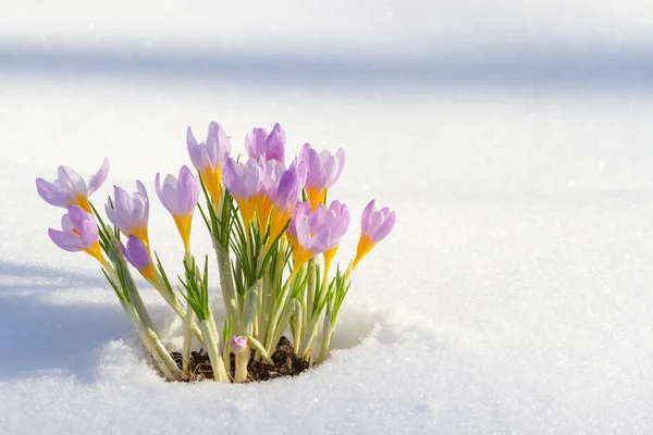 首先蓝红花，春天藏红花在蓬松的雪花 — 图库照片