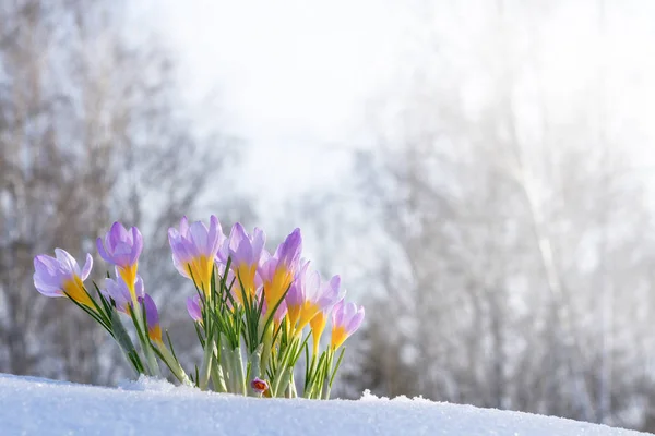 First blue crocus flowers, spring saffron in fluffy snow — Stock Photo, Image