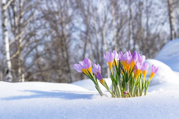 Primeras flores de azafrán azul, azafrán de primavera en la nieve esponjosa — Foto de Stock