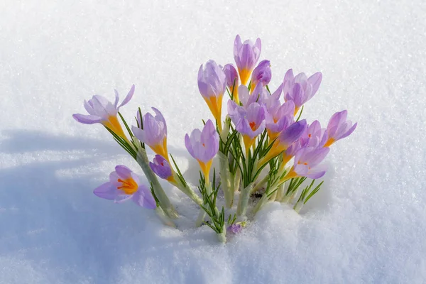 Först blå Krokus blommor, våren saffran i fluffig snö — Stockfoto