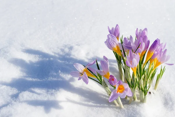 First blue crocus flowers, spring saffron in fluffy snow — Stock Photo, Image